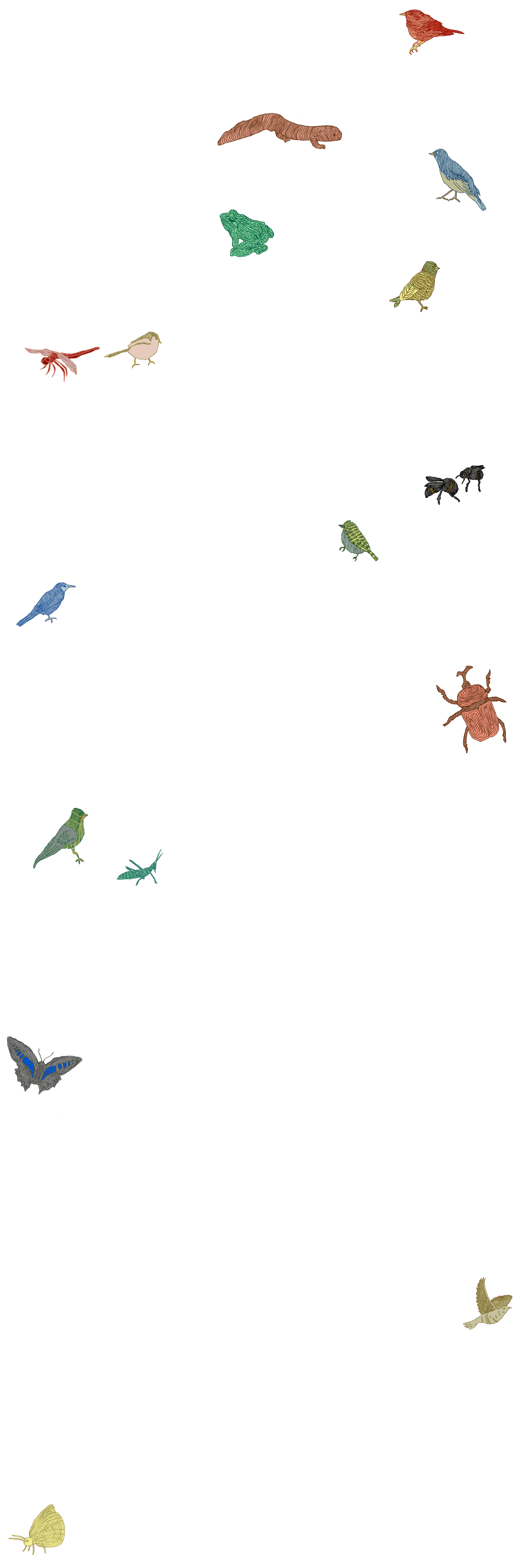メインビジュアル 下部 大矢部の生き物たち